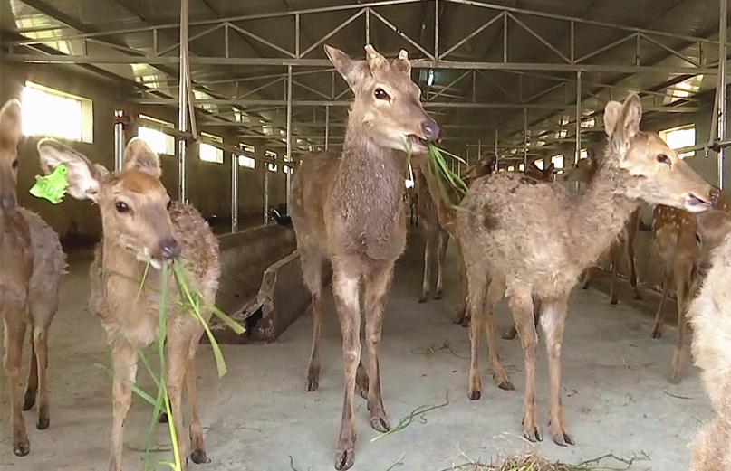 惠水县养殖猪,贵州养殖鹿基地