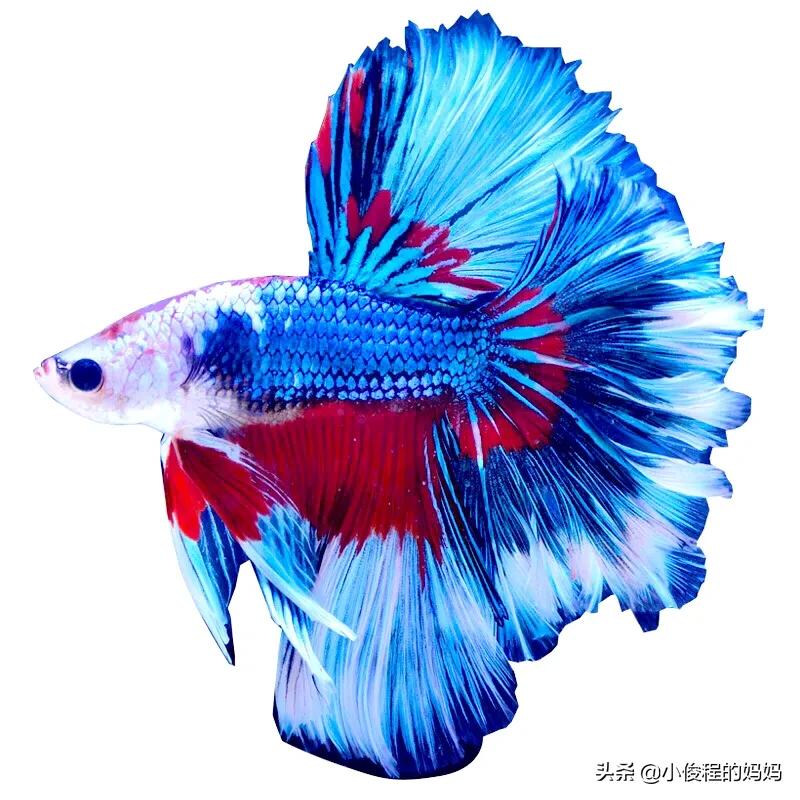 泰国斗鱼的图片大全集,泰国斗鱼公母混养