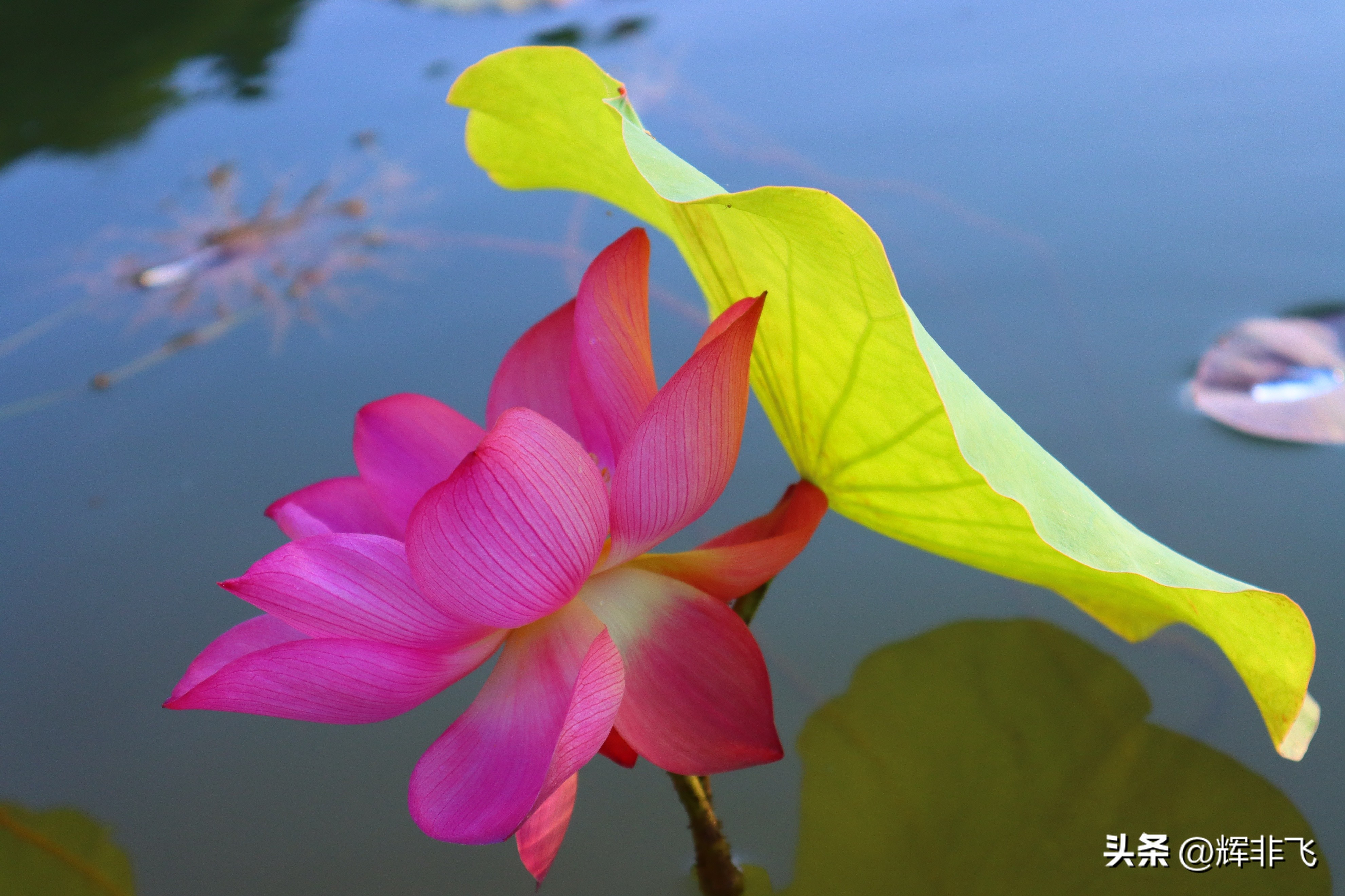 十首绝美的咏荷的词,写意最经典咏荷诗词
