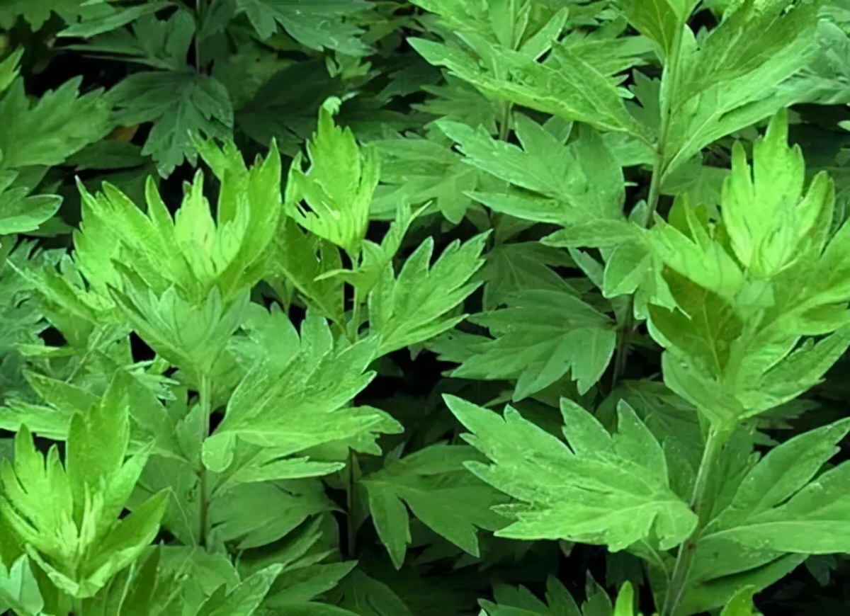 植物染色剂都有哪些,植物黑色染色剂排名