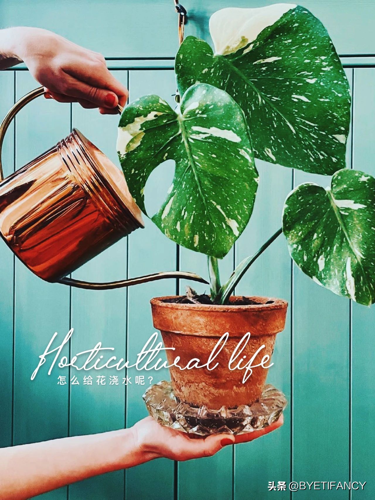 小红给花浇水,冬季怎样给花浇水