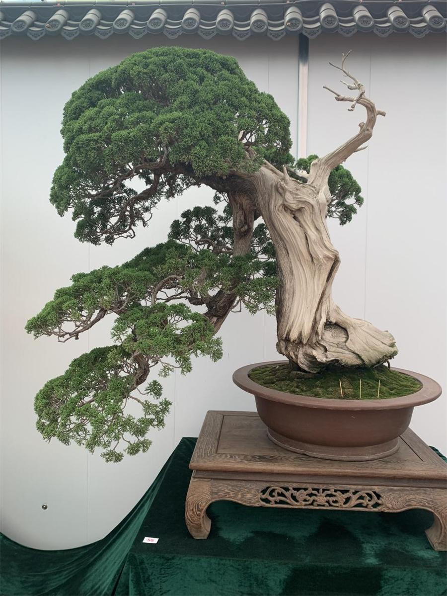 泰山杯书画展,泰山杯盆景展