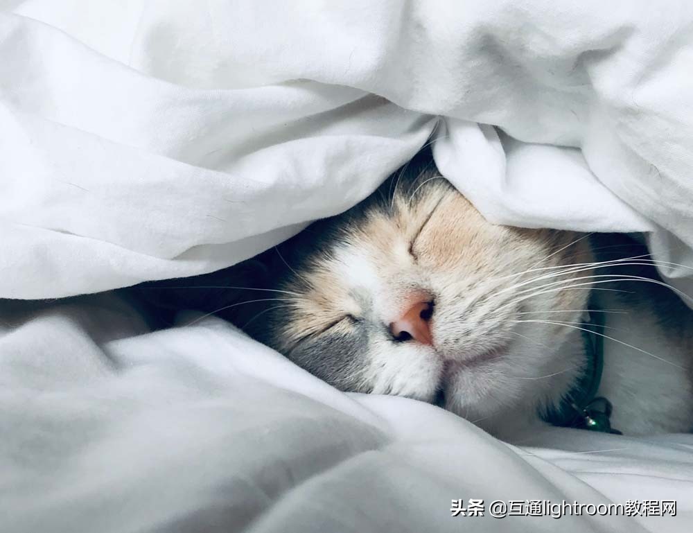 如何给猫主子拍出好看的照片,家里的猫怎么拍有意思