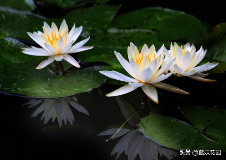 睡莲叶子发黄不开花怎么办,睡莲叶子发黄烂叶怎么办