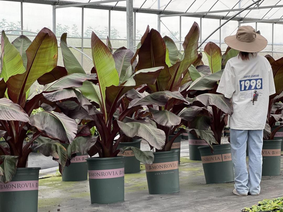 园艺电商怎么做好销售的,园艺电商怎么做得快呢视频