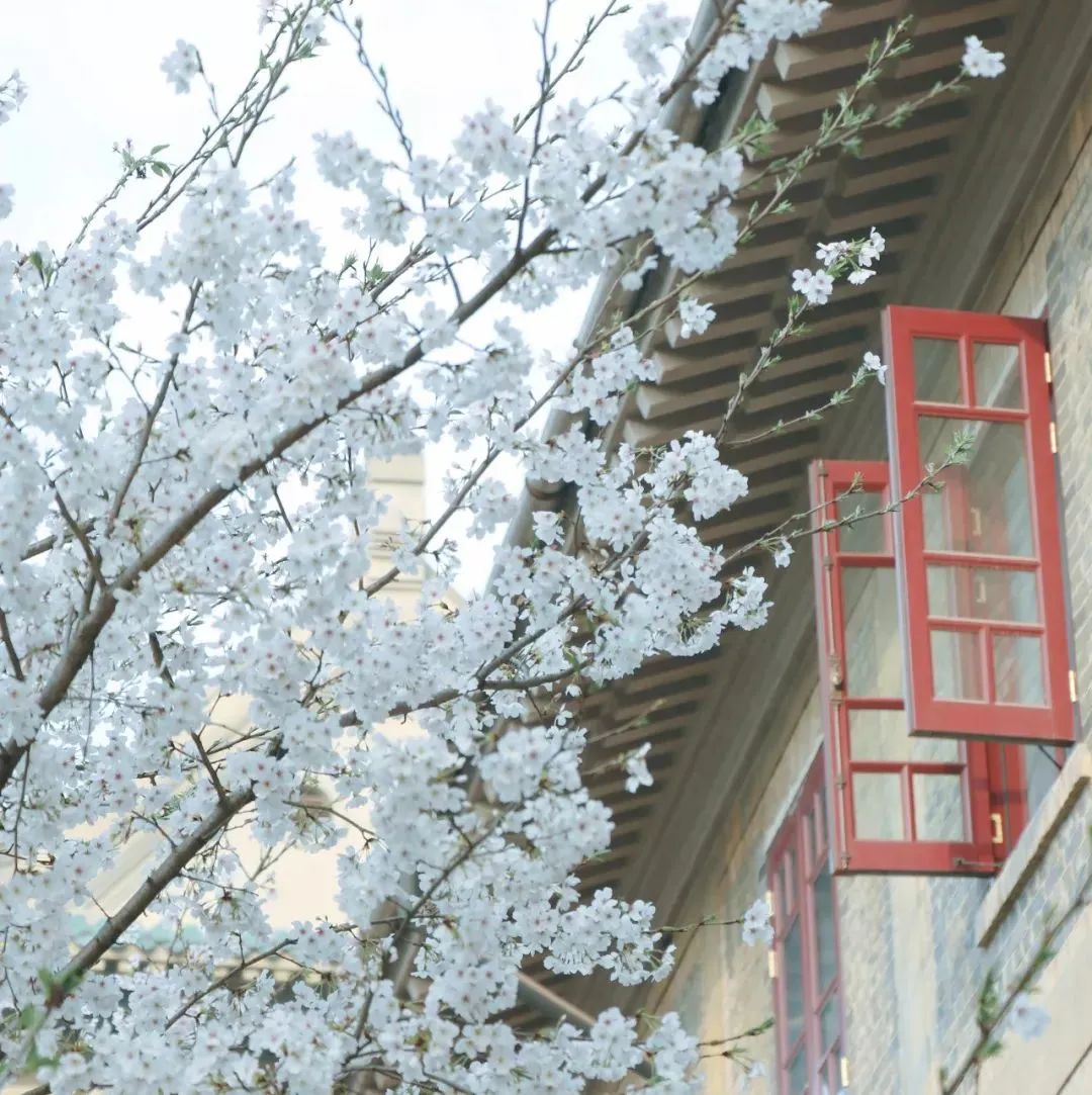 中国最美的大学无数人向往的地方,世界最美的大学校园