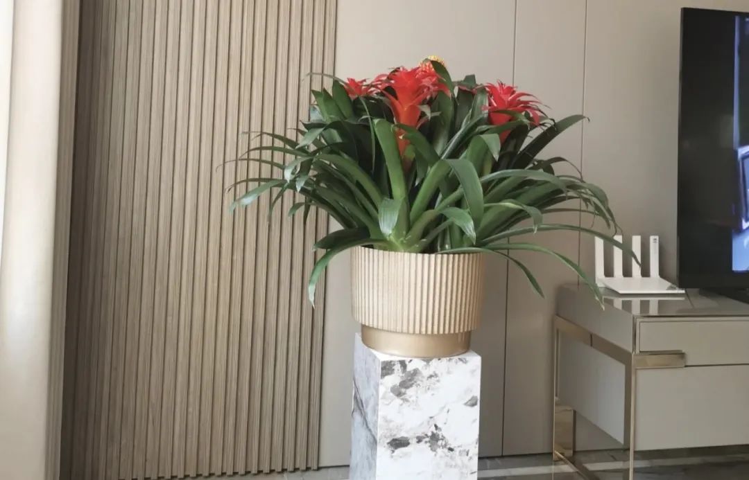 睡觉房间里养什么花草最好,卧室里适合养什么东西