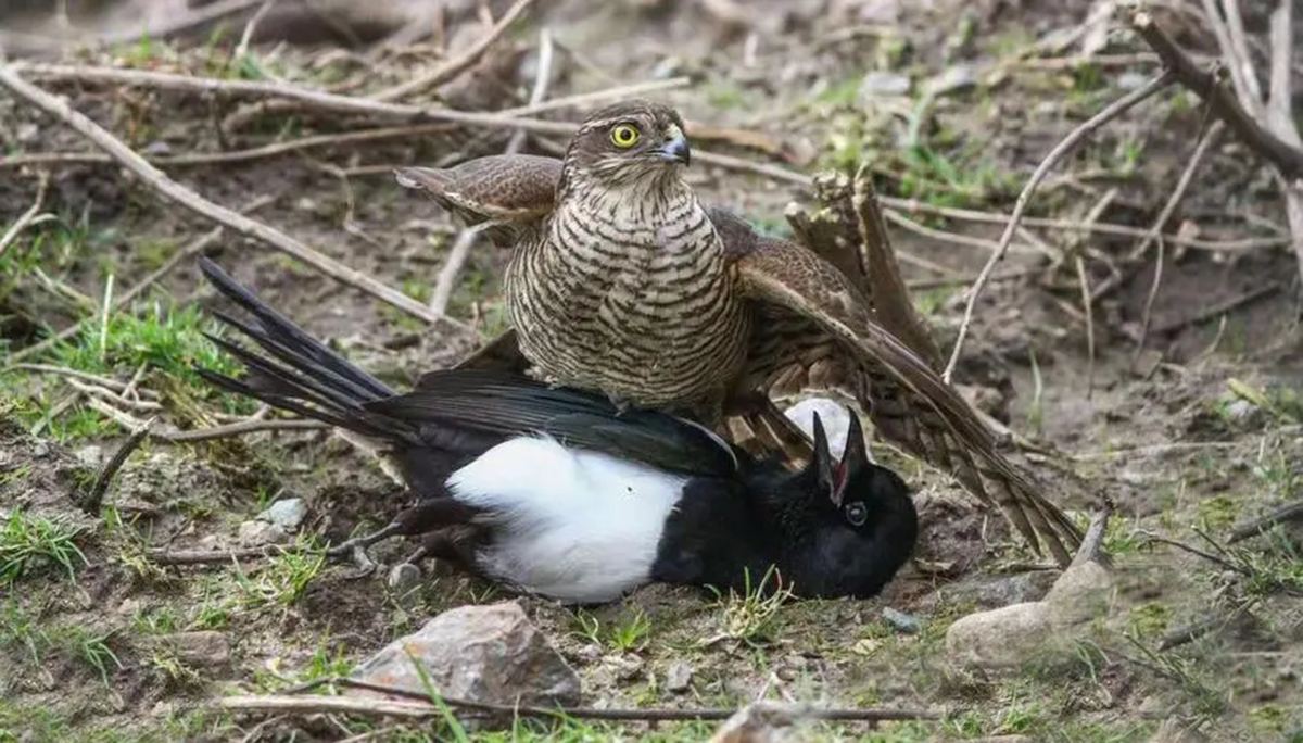 老鹰不吃喜鹊喜鹊为何没泛滥成灾,喜鹊很坏为何被视为吉祥鸟