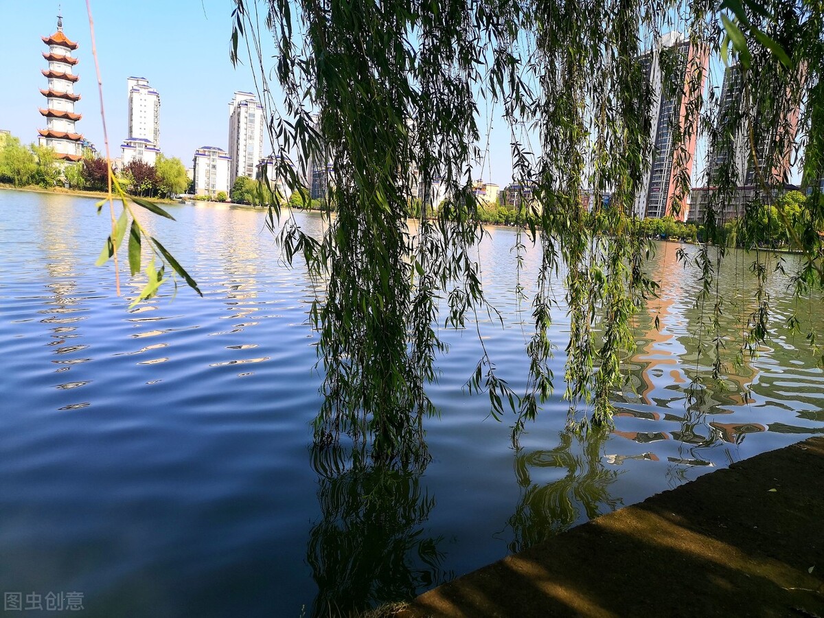 风吹杨柳万千条选段,风吹杨柳万千条指什么生肖