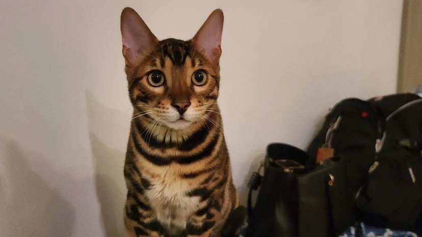 猫咪外耳道出现红肿流脓水，可以这样解决