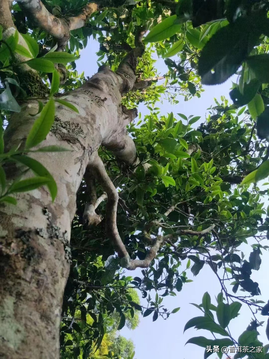 2023年云南各产区古树普洱茶价,普洱茶2020年的茶价格表