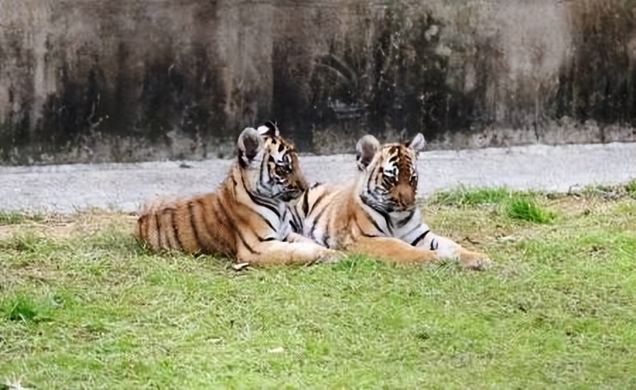 19年前，中国送到非洲放养的5只华南虎，如今还剩几只？回国了吗