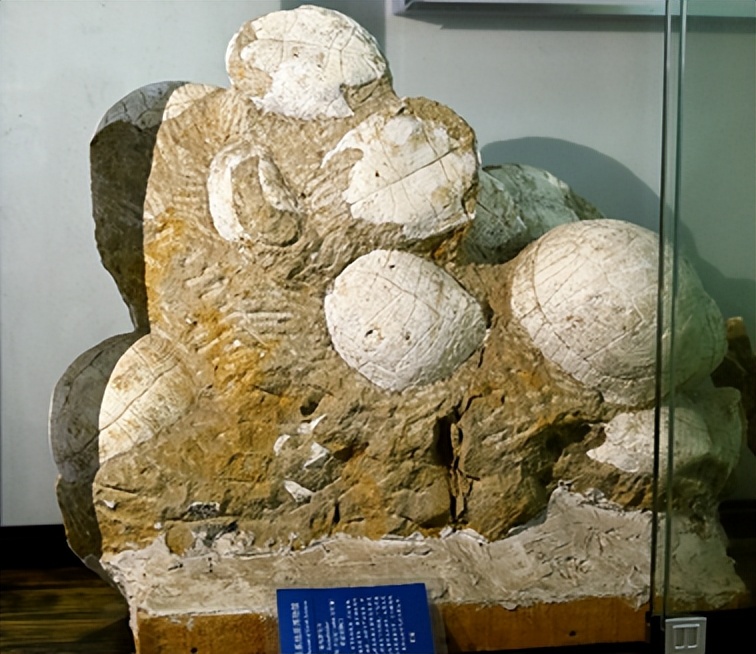 浙大博物馆十大镇馆之宝,浙大考古与艺术博物馆