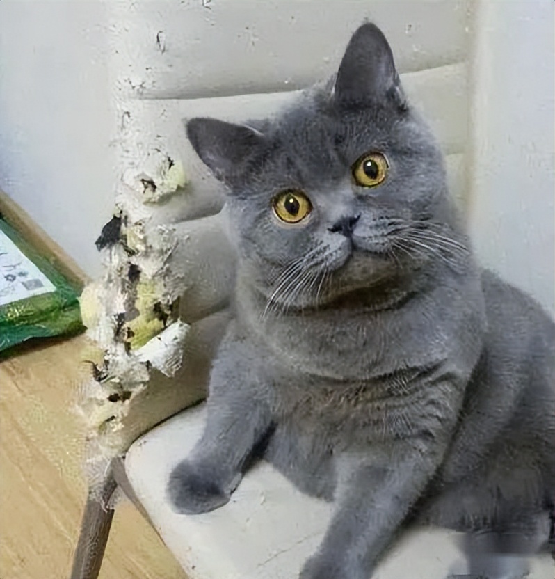 女性养猫的危害大吗,养猫注意事项和危害