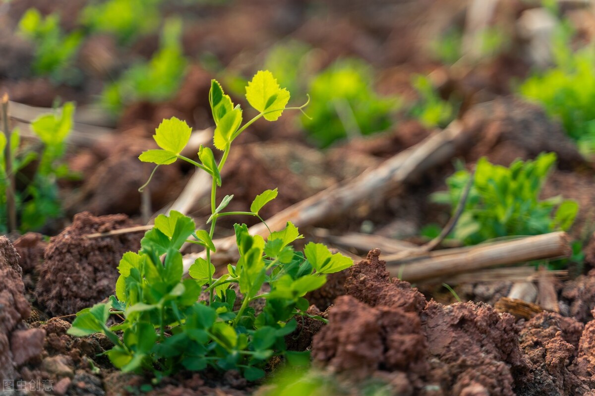 文心雕龙文赋篇,文心雕龙写曹植的部分