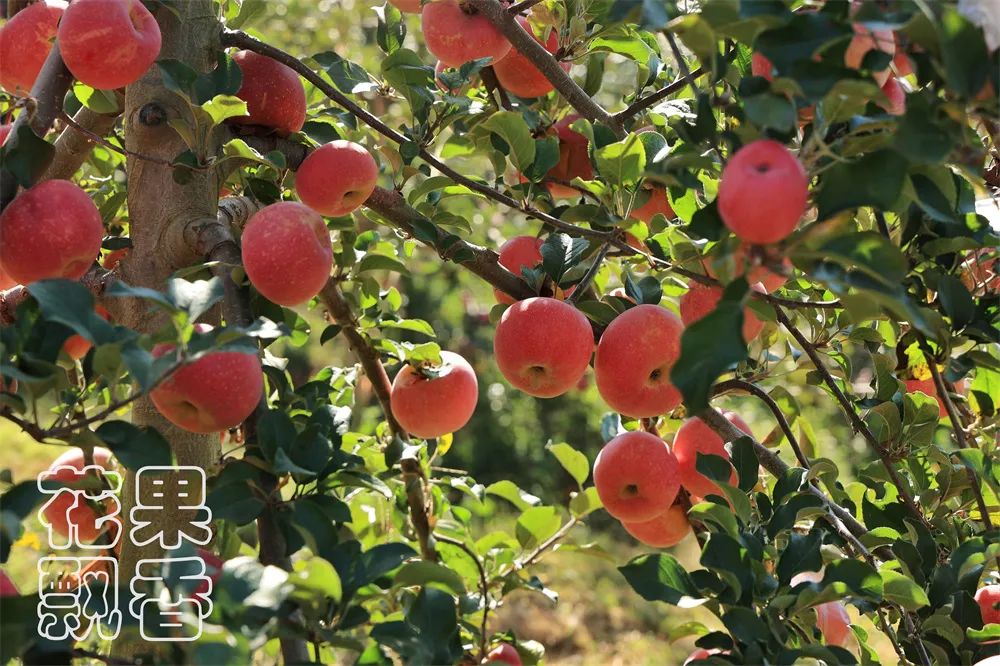 目前富士苹果最好的是哪一种,和富士苹果相似的苹果品种