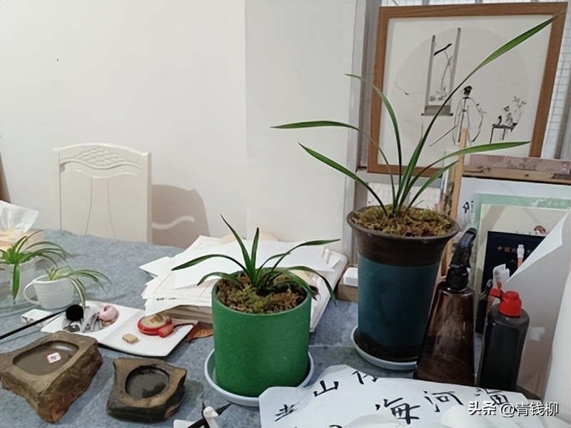 寒兰养殖方法,挑选寒兰