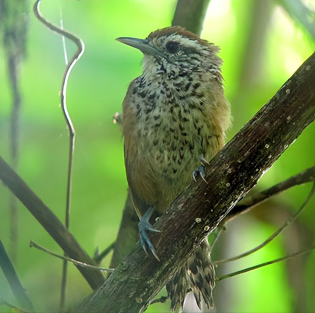 50张最佳鸟类摄影作品,鸟儿大全大图