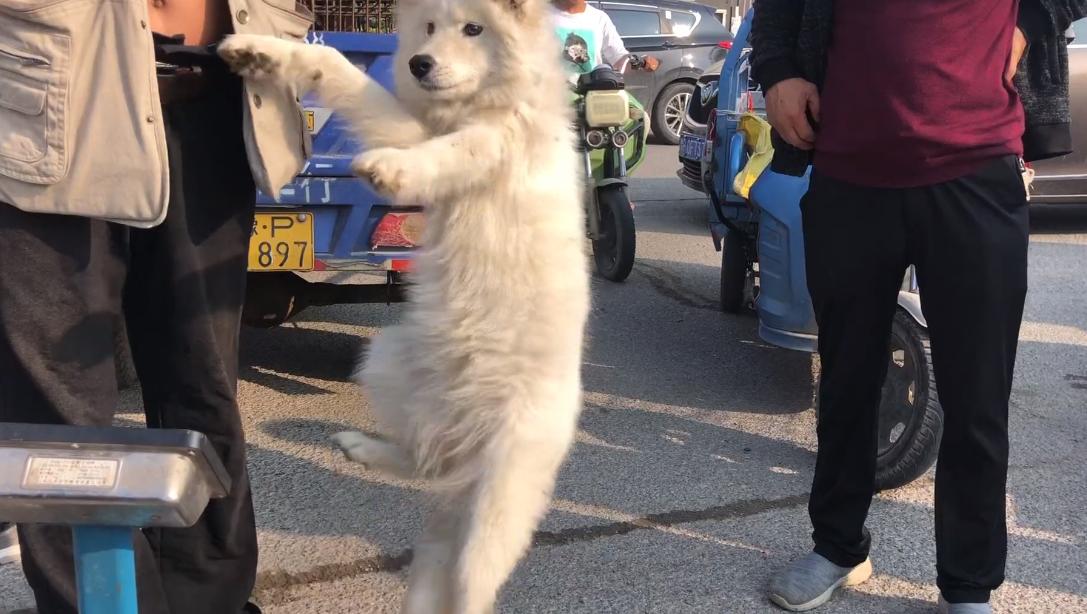 800块萨摩耶幼犬,800元萨摩耶