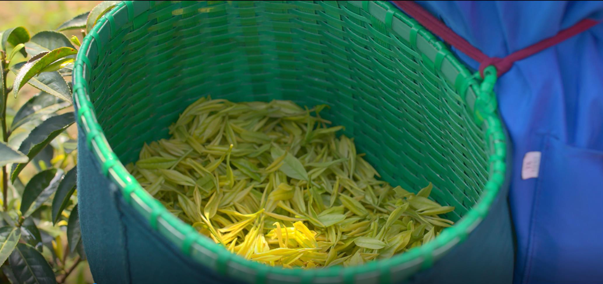 茗皇有机茶,龙游茗皇黄茶