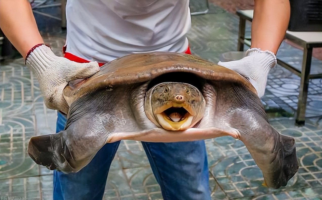 在田里挖到一只甲鱼能吃吗,土里挖出的甲鱼能吃吗