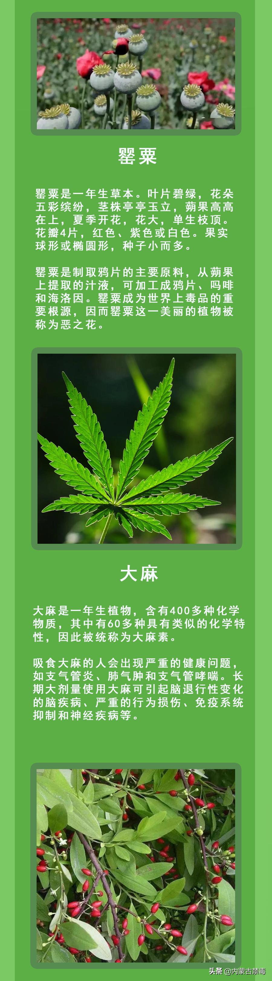 私种*品毒**原植物？“银*铐手**”奉上！