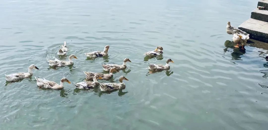 我在房车上隔离21天，拥抱了一小段上海的春天