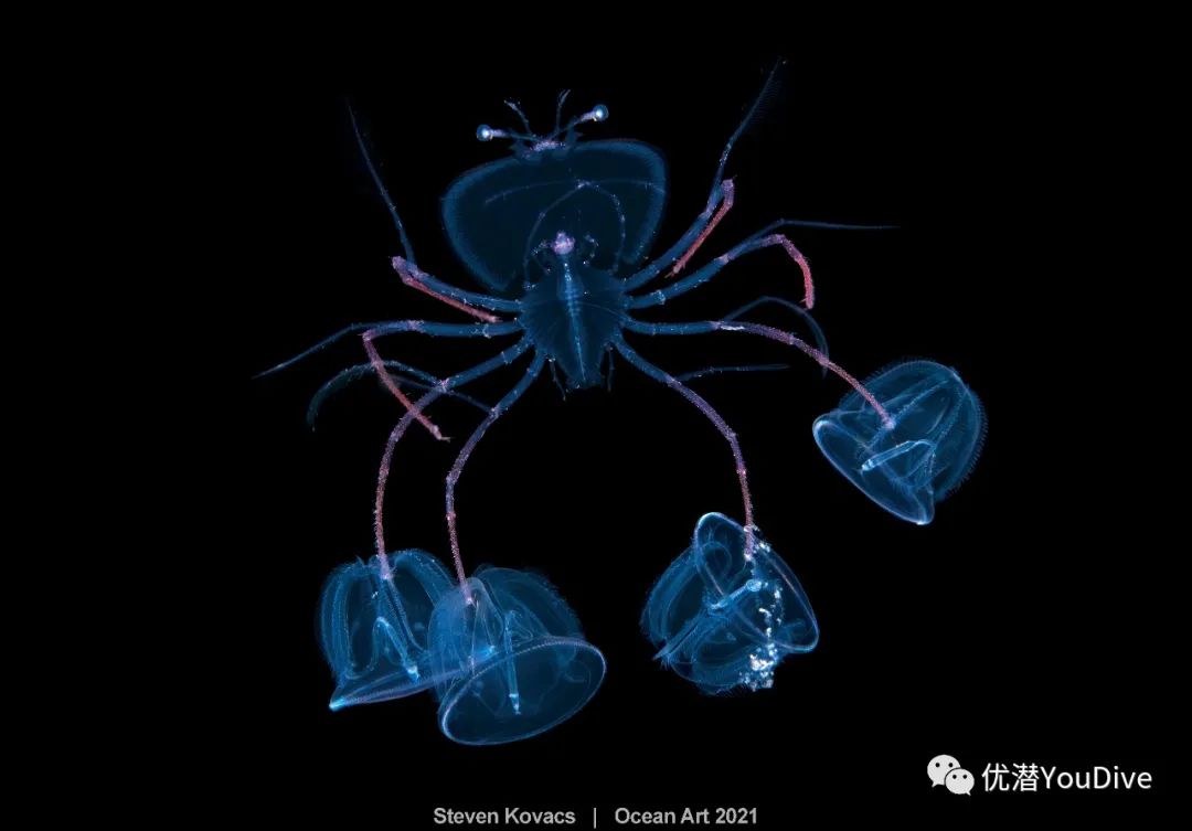 大海水下摄影作品欣赏,oceanart