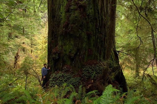 大自然中树有哪些秘密呢,神奇的大自然神奇的树