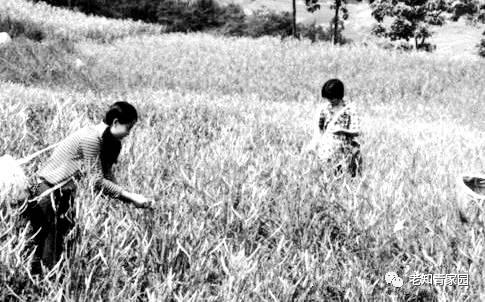 北大荒知青生活叙事诗——北大荒“游击词”100篇