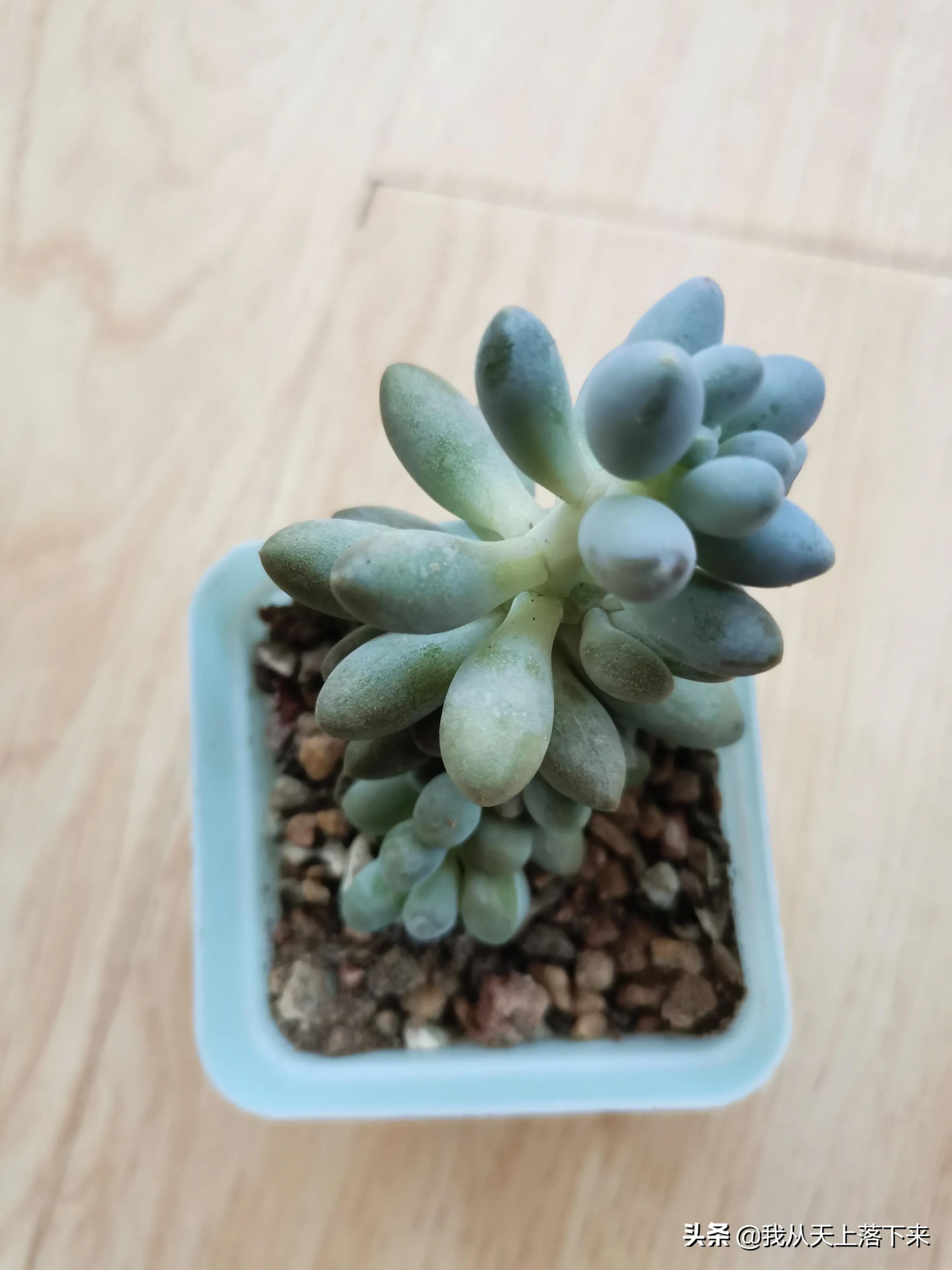 多肉品种及图片大全欣赏,多肉品种辨别图片大全欣赏