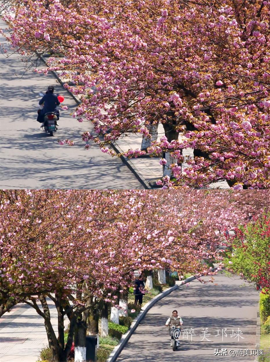 冬日到昆明赴一场浪漫的樱花之约,一场浪漫的樱花邂逅