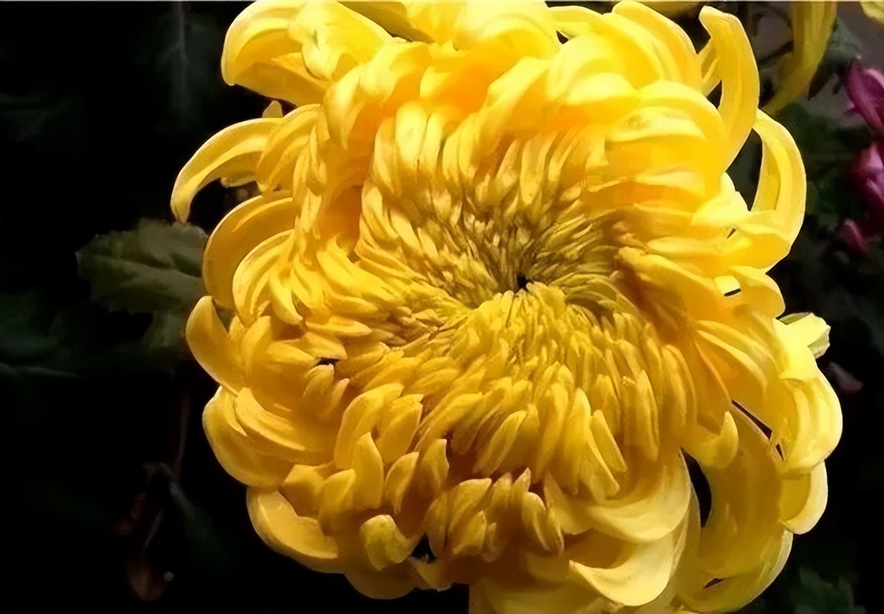 秋花诗词50首,金秋秋菊50种名菊