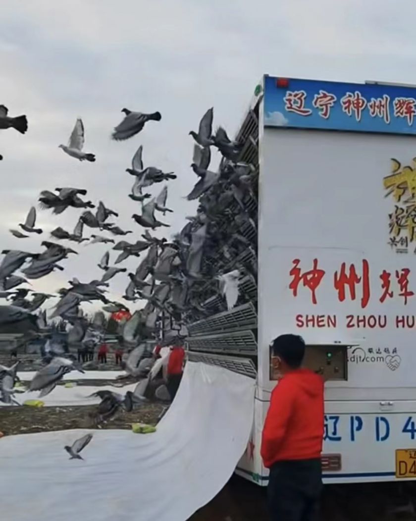 神州辉煌赛鸽公棚500公里决赛成绩,2023神州辉煌500公里决赛归巢