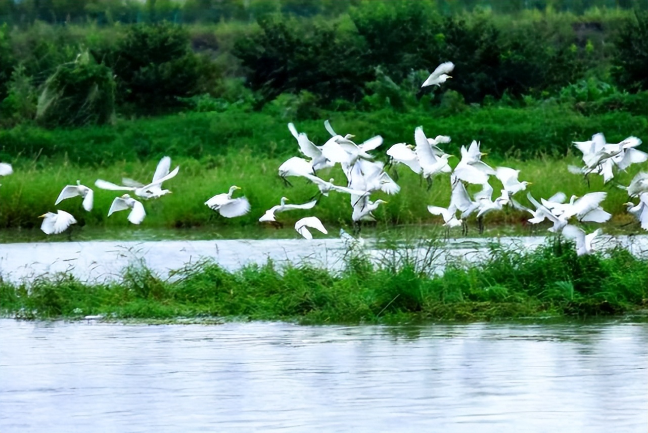 广东发现珍稀罕见野生动物,珍稀动物视频