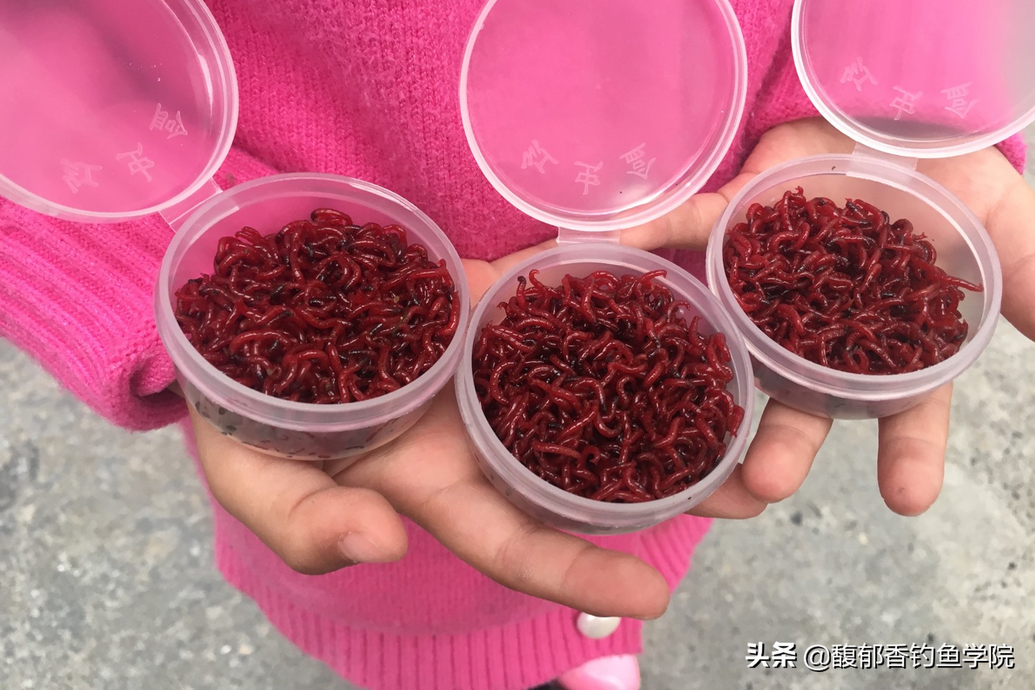 冬季红虫钓鱼红虫可以泡药酒里吗,钓鱼用的红虫如何才能长时间保存