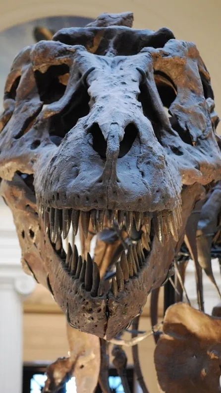 侏罗纪恐龙3,侏罗纪世界3里的恐龙讲解