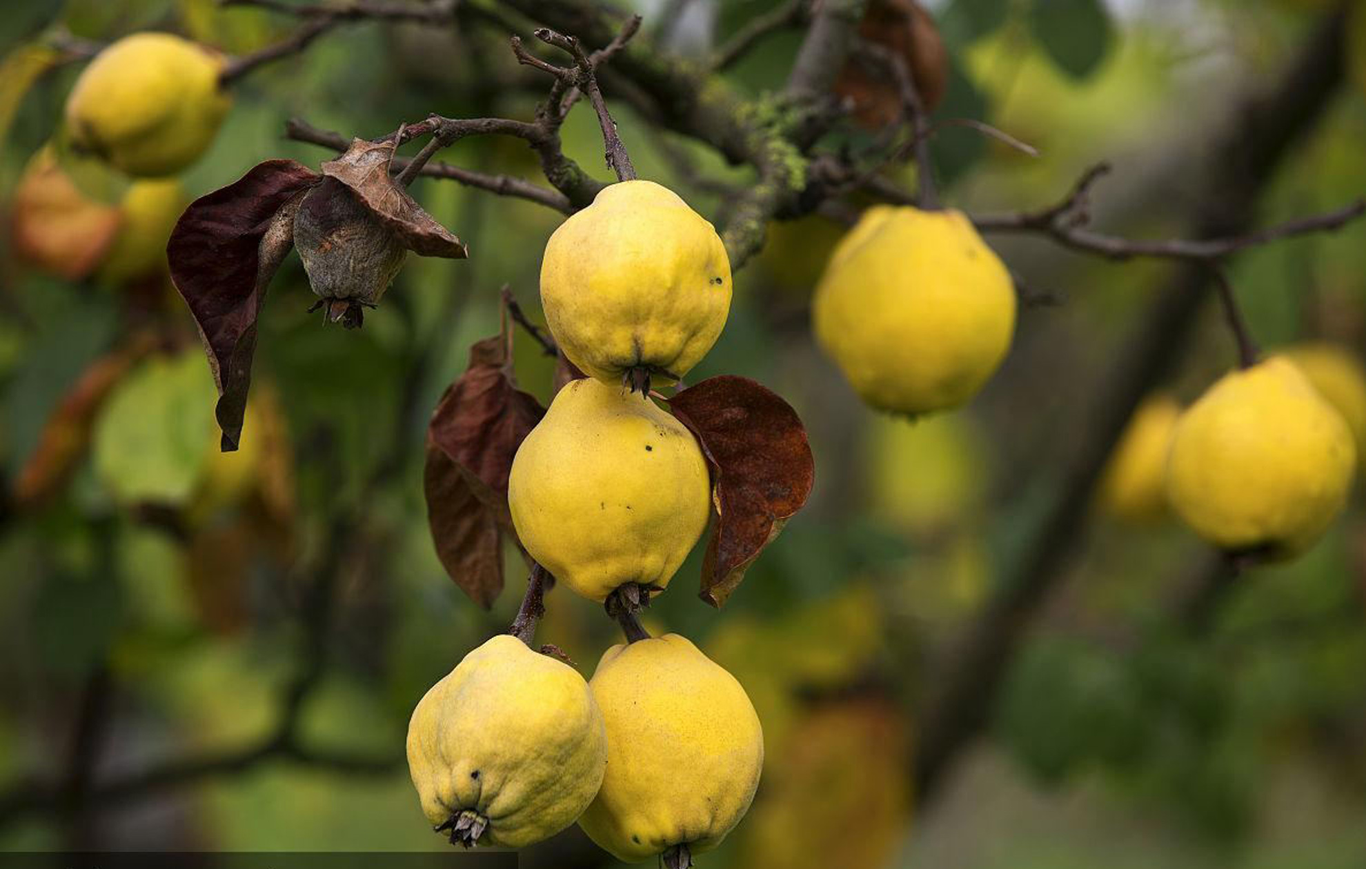 只有农村才有的水果你吃过几种,农村最喜欢的十种水果