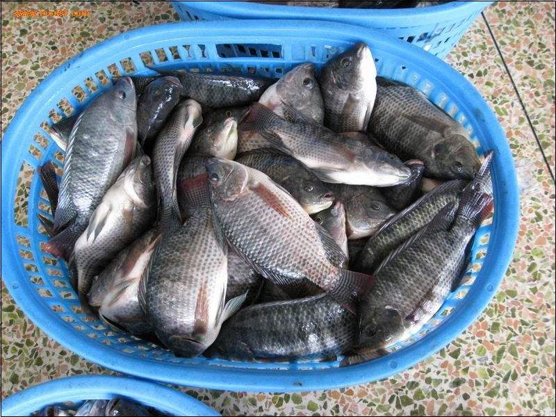 入侵我国水域的罗非鱼，美国人大快朵颐，为何中国吃货解决不了？