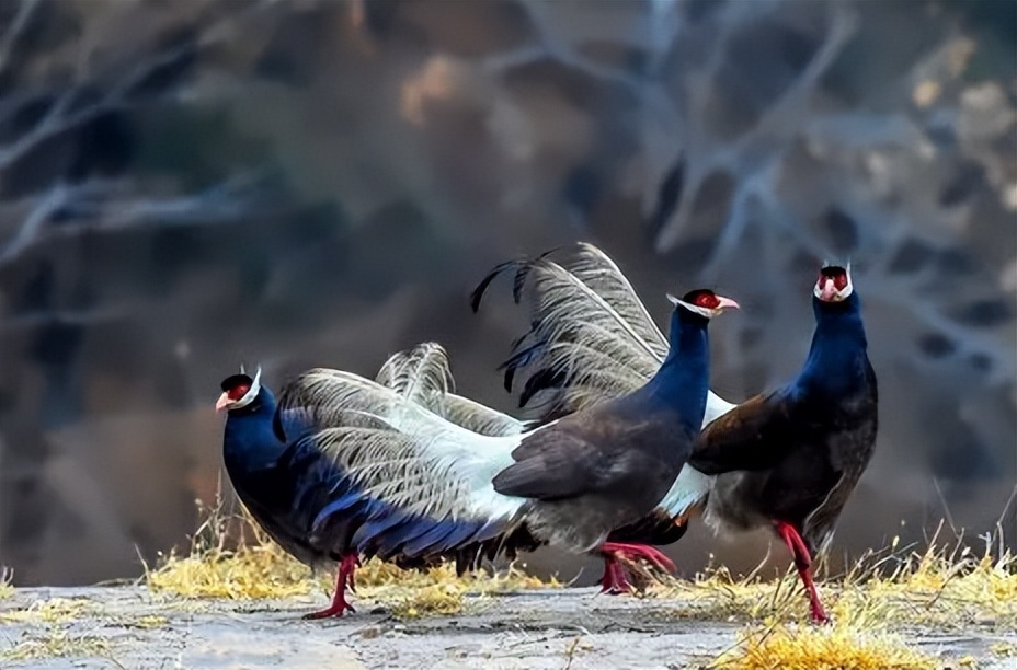 陕西农村出现巨型怪鸟,巨型鸡长500斤