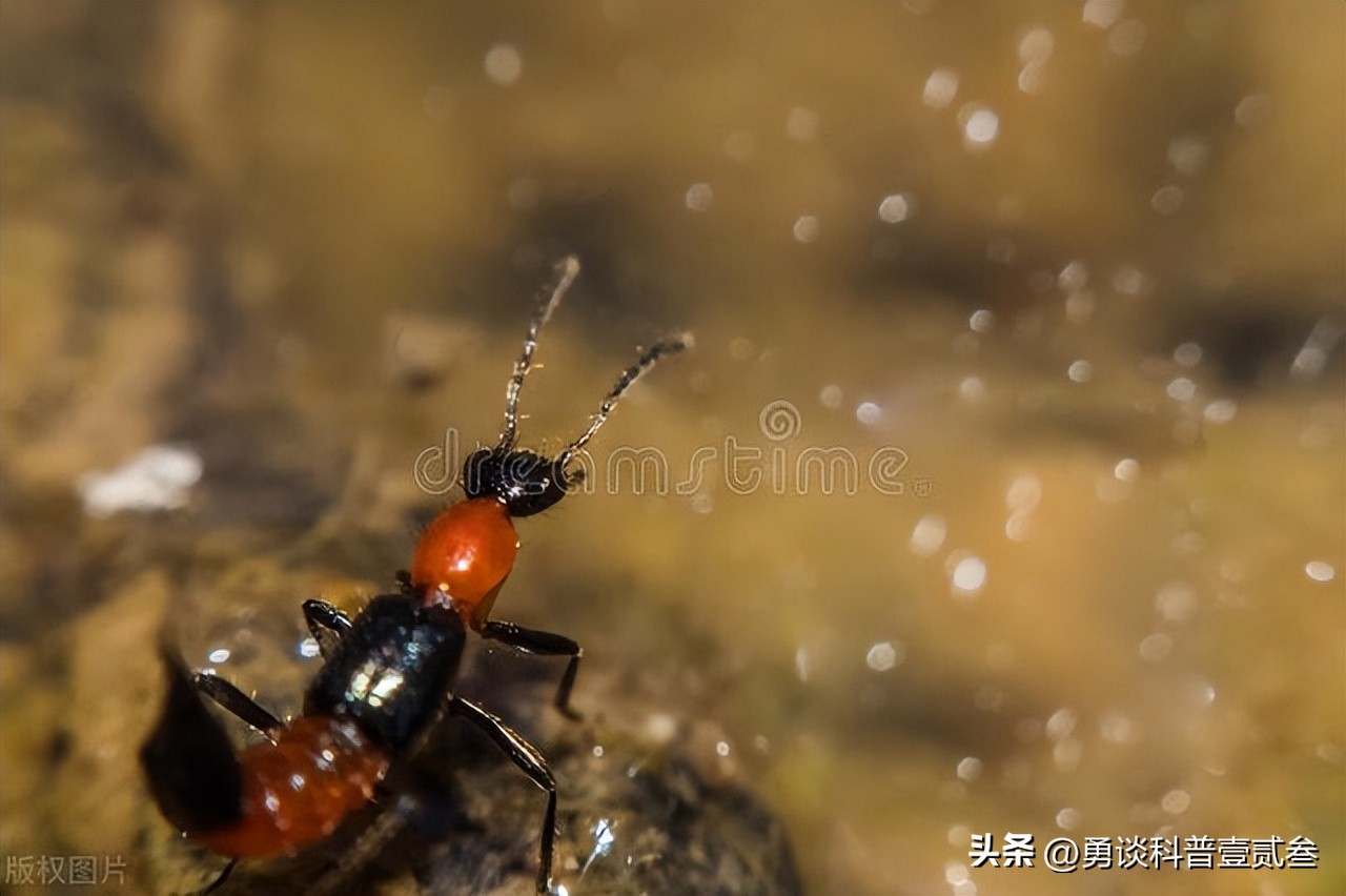隐翅虫咬后皮肤感染,隐翅虫咬伤后皮肤溃烂了怎么办