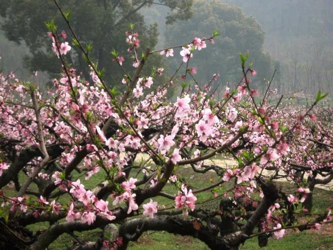 桃花源里看桃花风景优美,再游桃花源美景