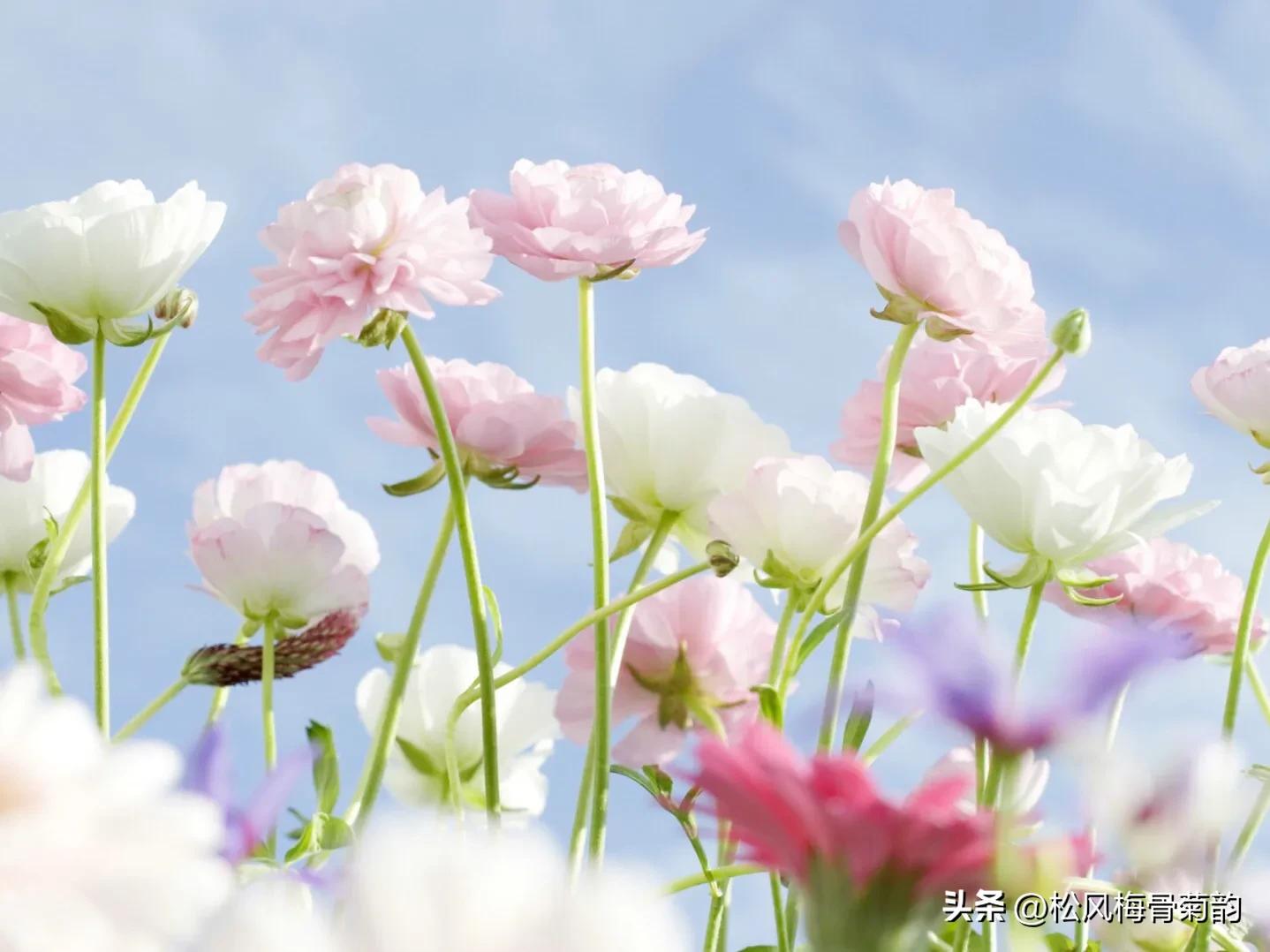 地上的花开万紫千红,心中有花香人生四季皆风景