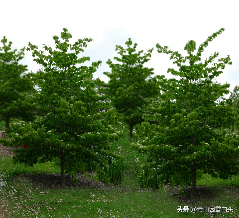 江苏高杆行道树常用树种,城市行道树树种单一