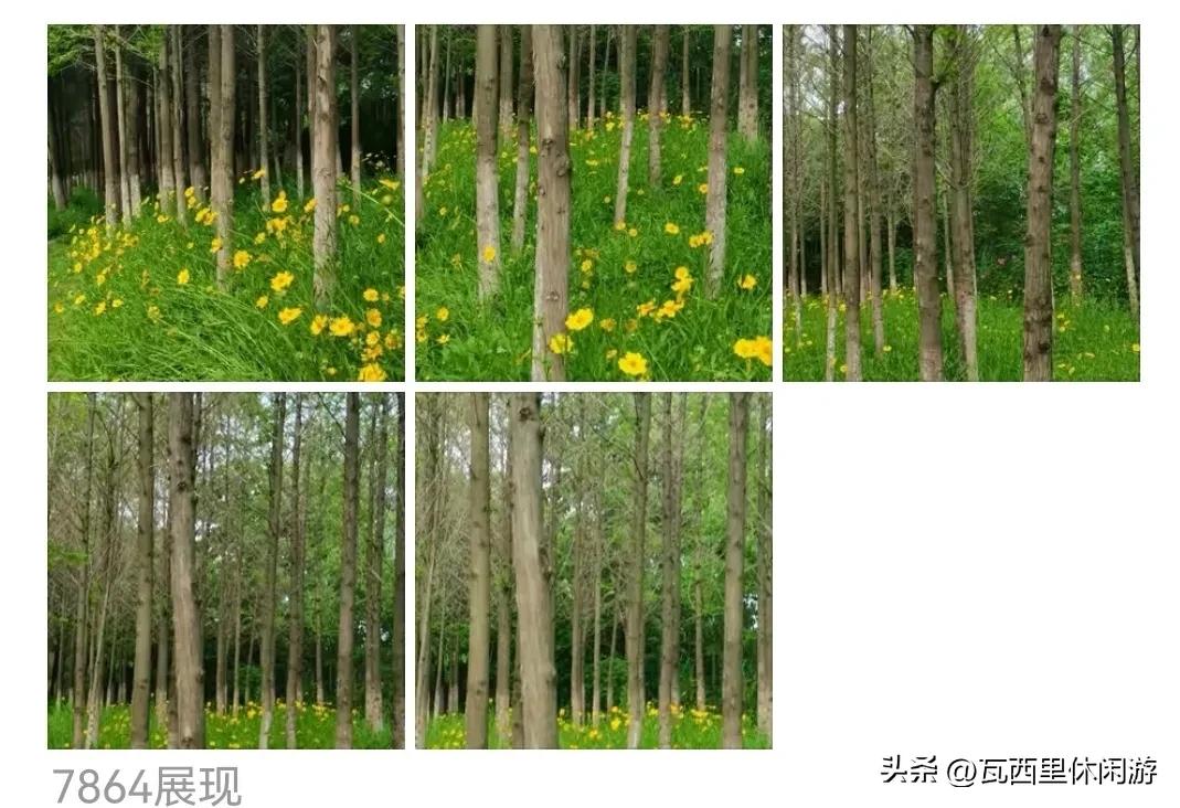 西瓜头条创作方向,头条西瓜二次创作标准