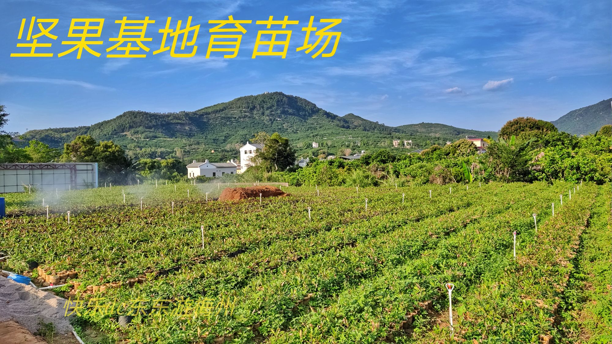 澳洲坚果采摘视频,澳洲坚果摘果