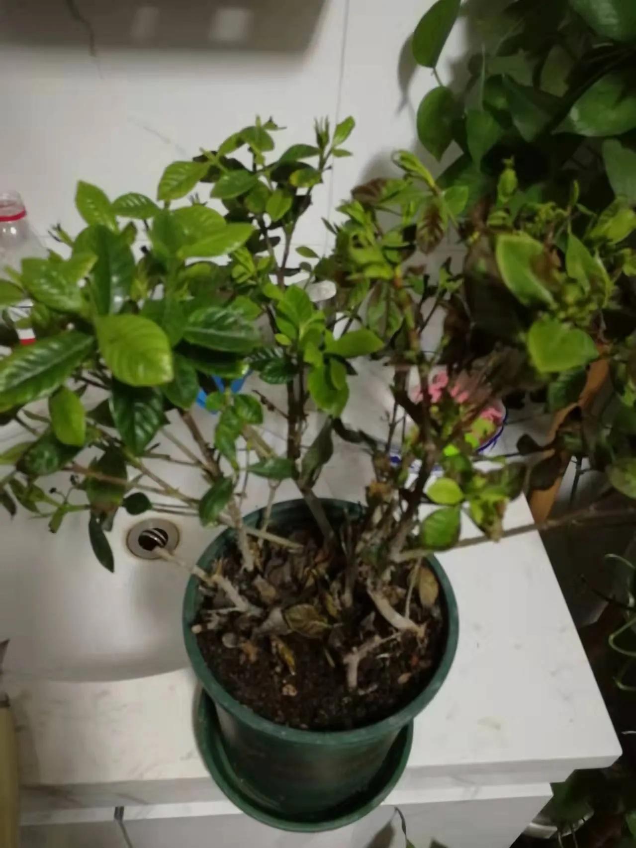 我家的绿植黄叶了怎么办,绿植出现病虫害怎么处理