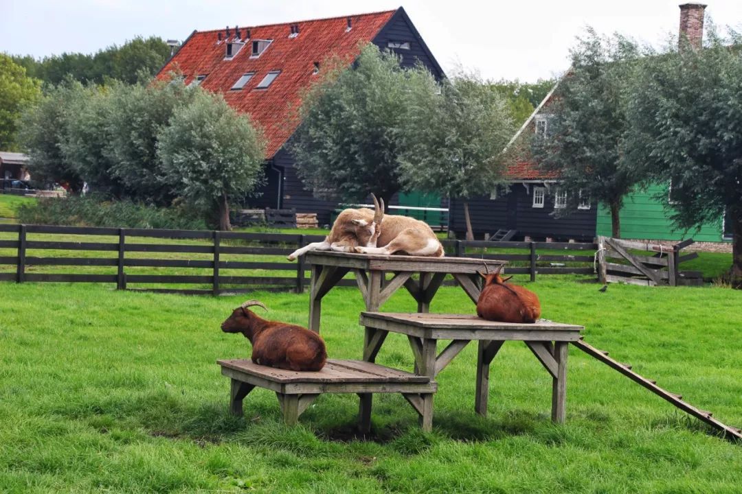 开车去欧洲第23集:在阿姆斯特丹*灯区红**,2名荷兰壮汉挑衅被我怼