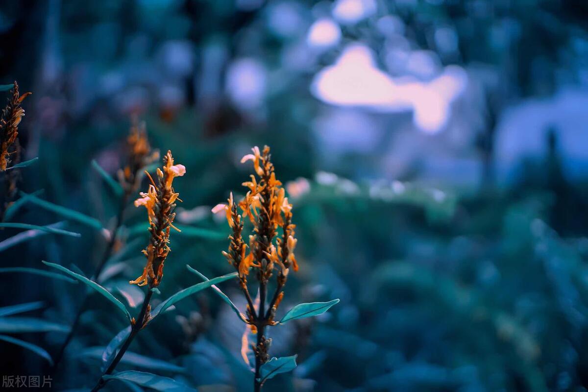 最能够品味孤独感的三大星座,强大孤独却又清醒的三个星座
