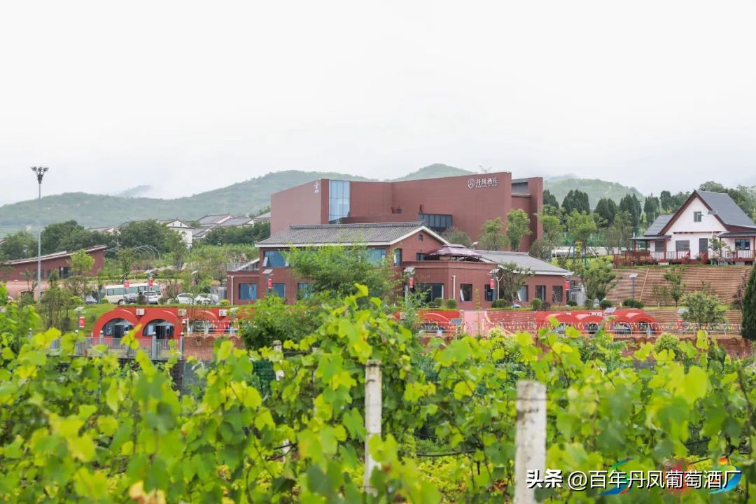 2024第五届丹凤西部红酒节,2024丹凤红酒节